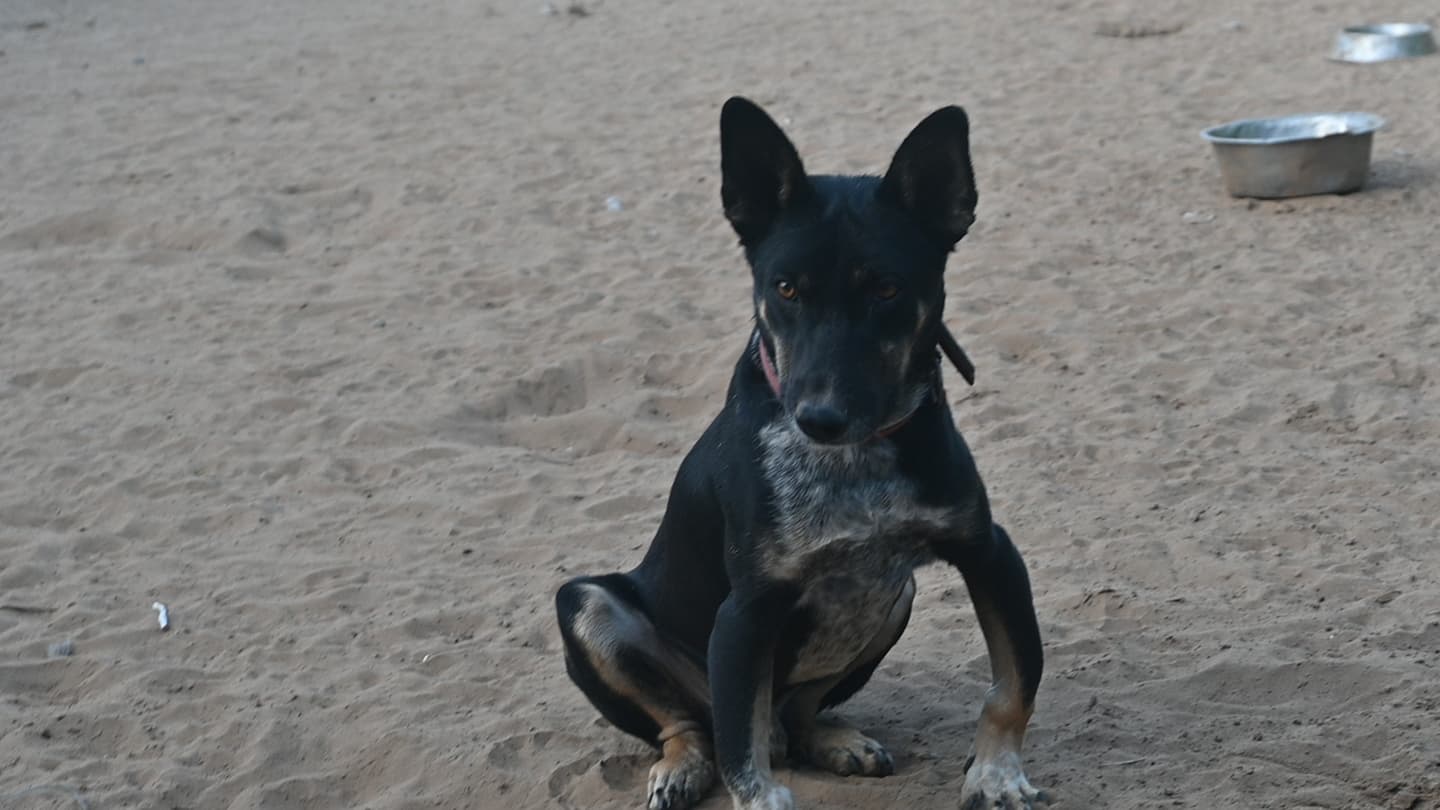A rescued Indian dog sitting alertly at the Ujala compound