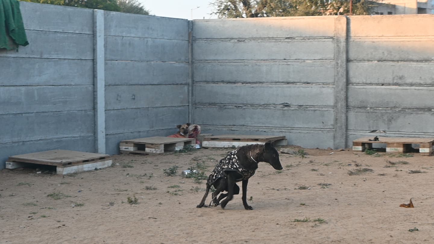 Rescued dogs at the Ujala Foundation compound in Jodhpur