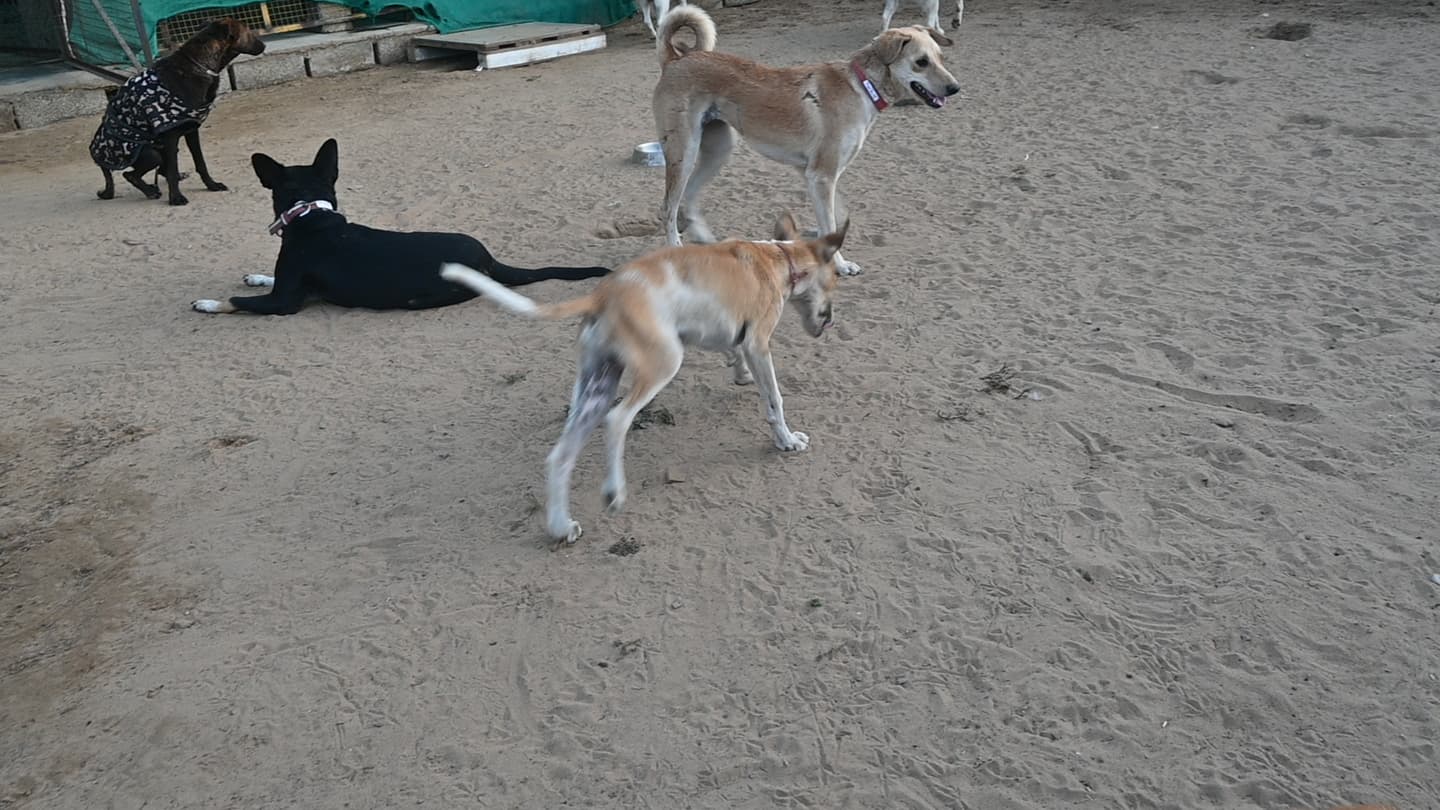 Dogs in recovery at Ujala Foundation animal care facility