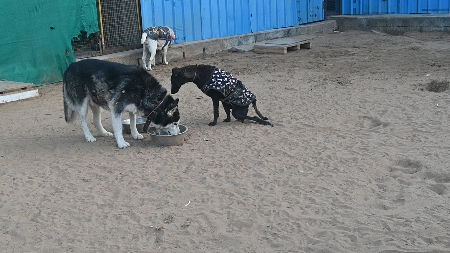 An Ujala volunteer supervising the recovery of multiple dogs
