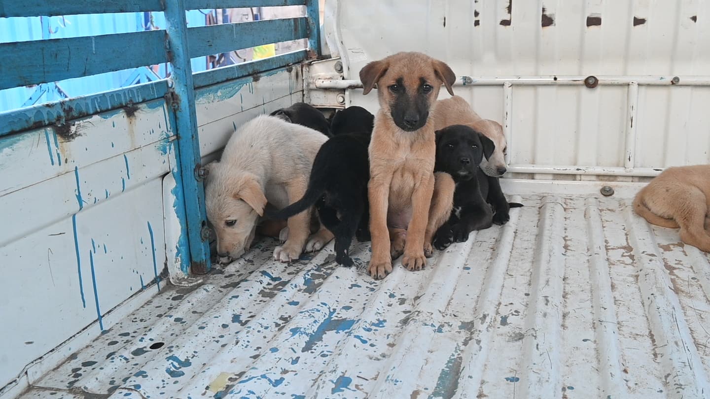 Rescued puppies under the care of Ujala Foundation team members