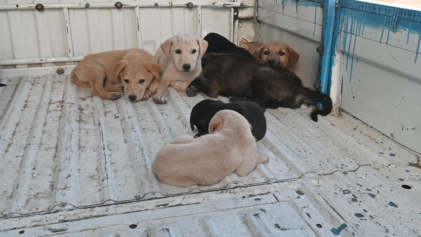 Rescued puppies bundled safely by Ujala Foundation volunteers
