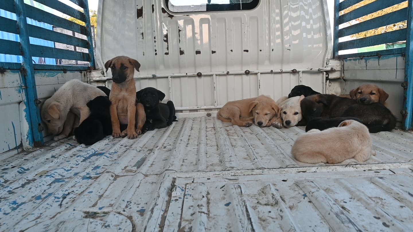 Animals in safe shelter at Ujala Foundation, Jodhpur