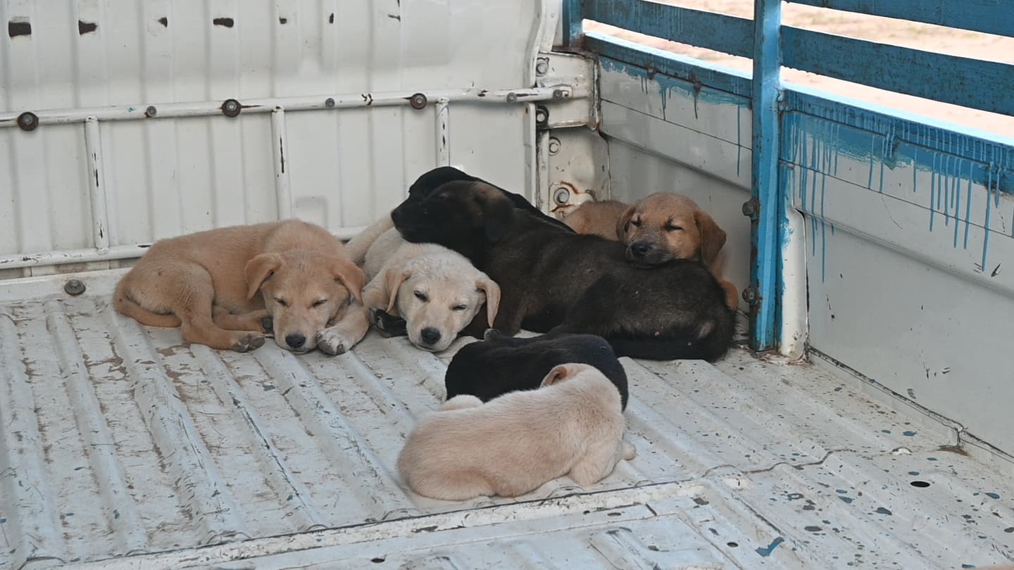 Ujala Foundation team with rescued dogs at the shelter compound