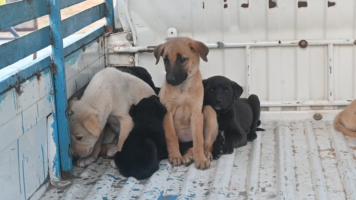 Volunteer feeding rescued dogs at the Ujala Foundation facility