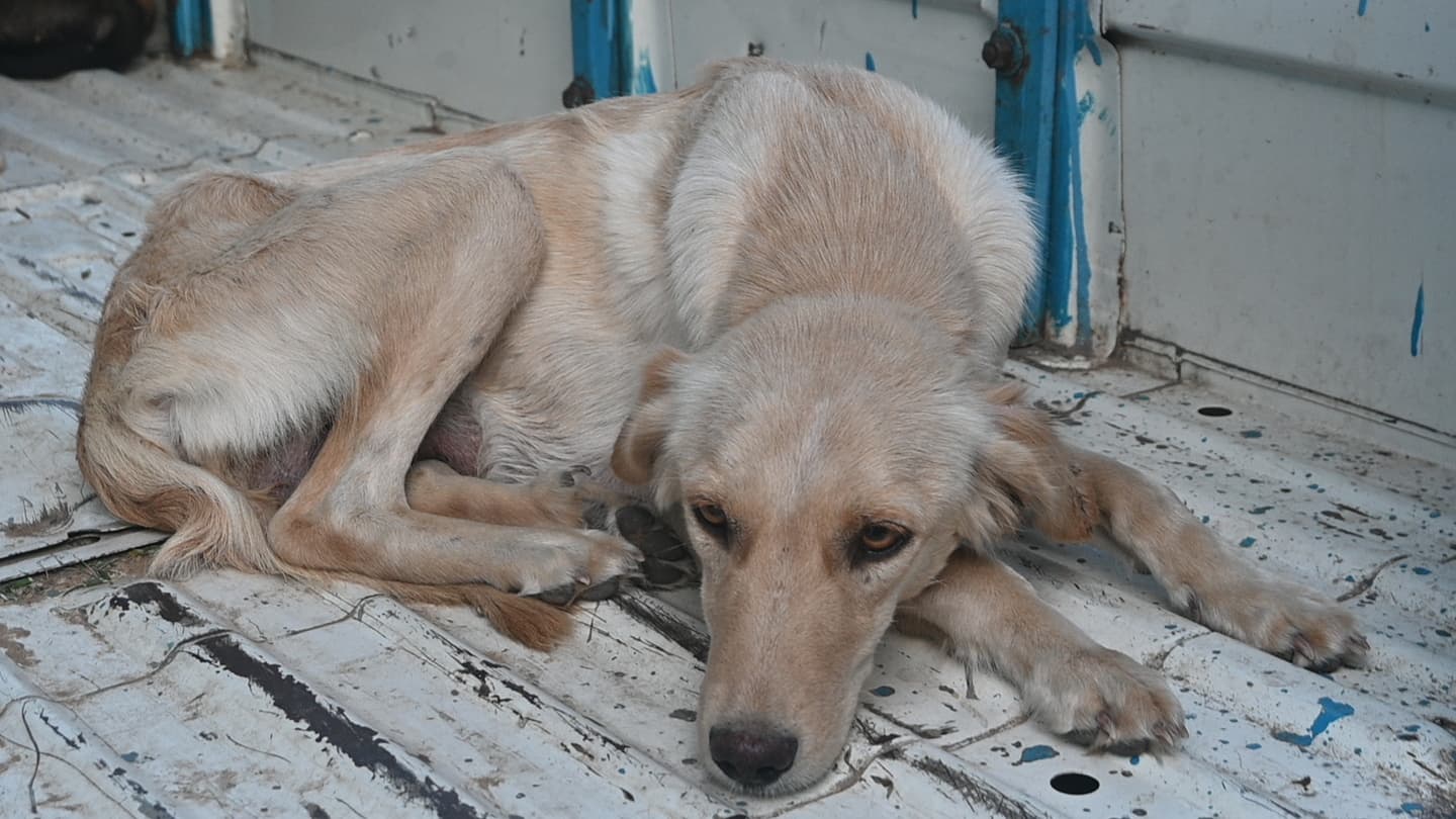 A rescued cat recovering peacefully at an Ujala Foundation foster home