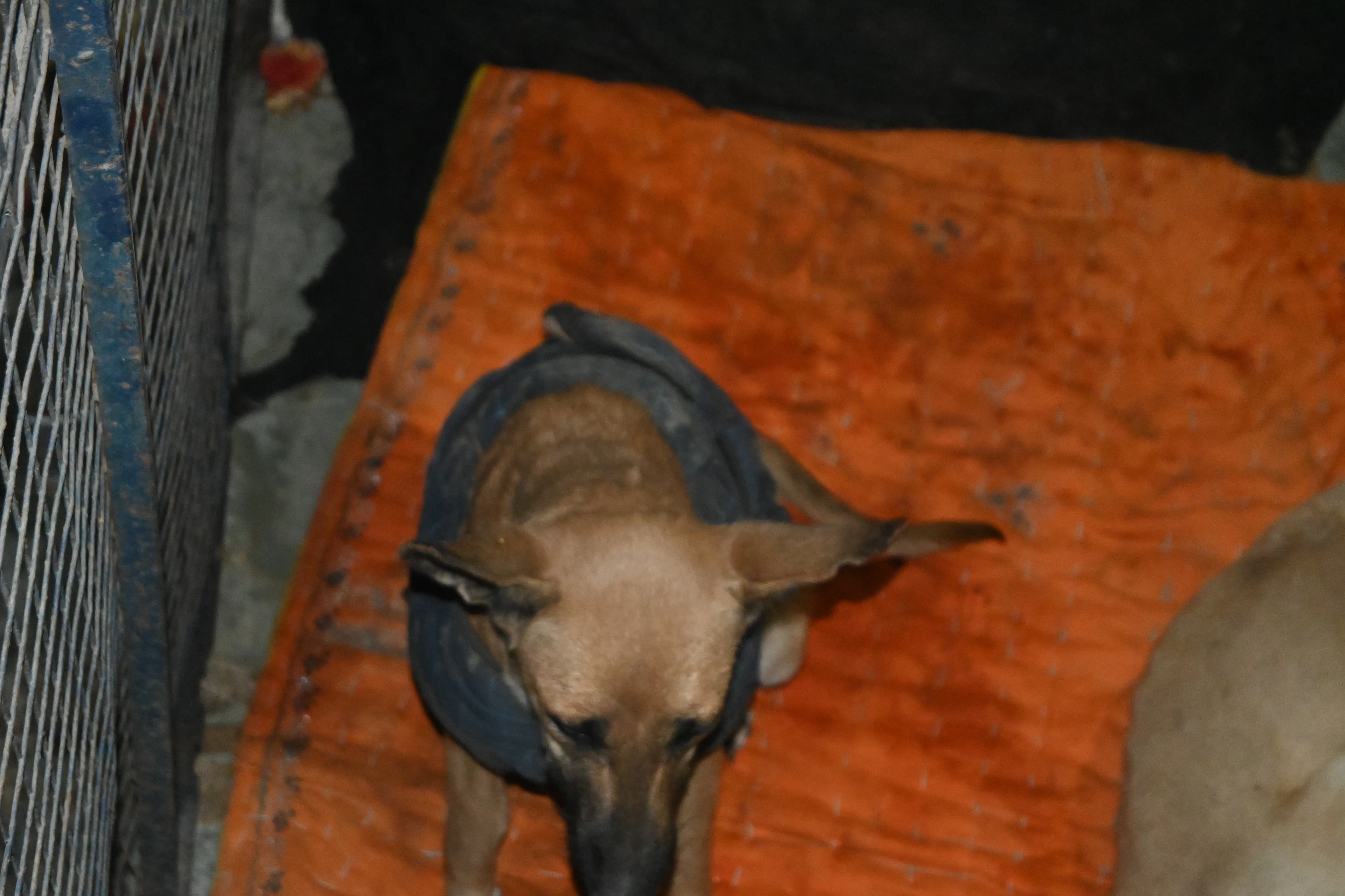 A malnourished rescue dog wearing a recovery harness at Ujala shelter