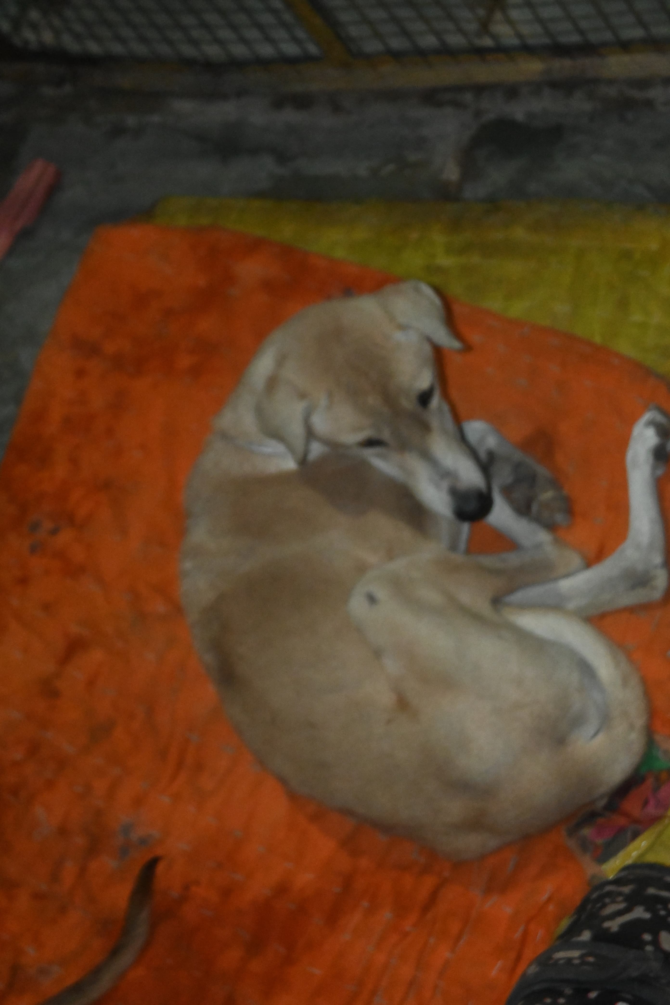 Rescued dog receiving veterinary care at Ujala Foundation