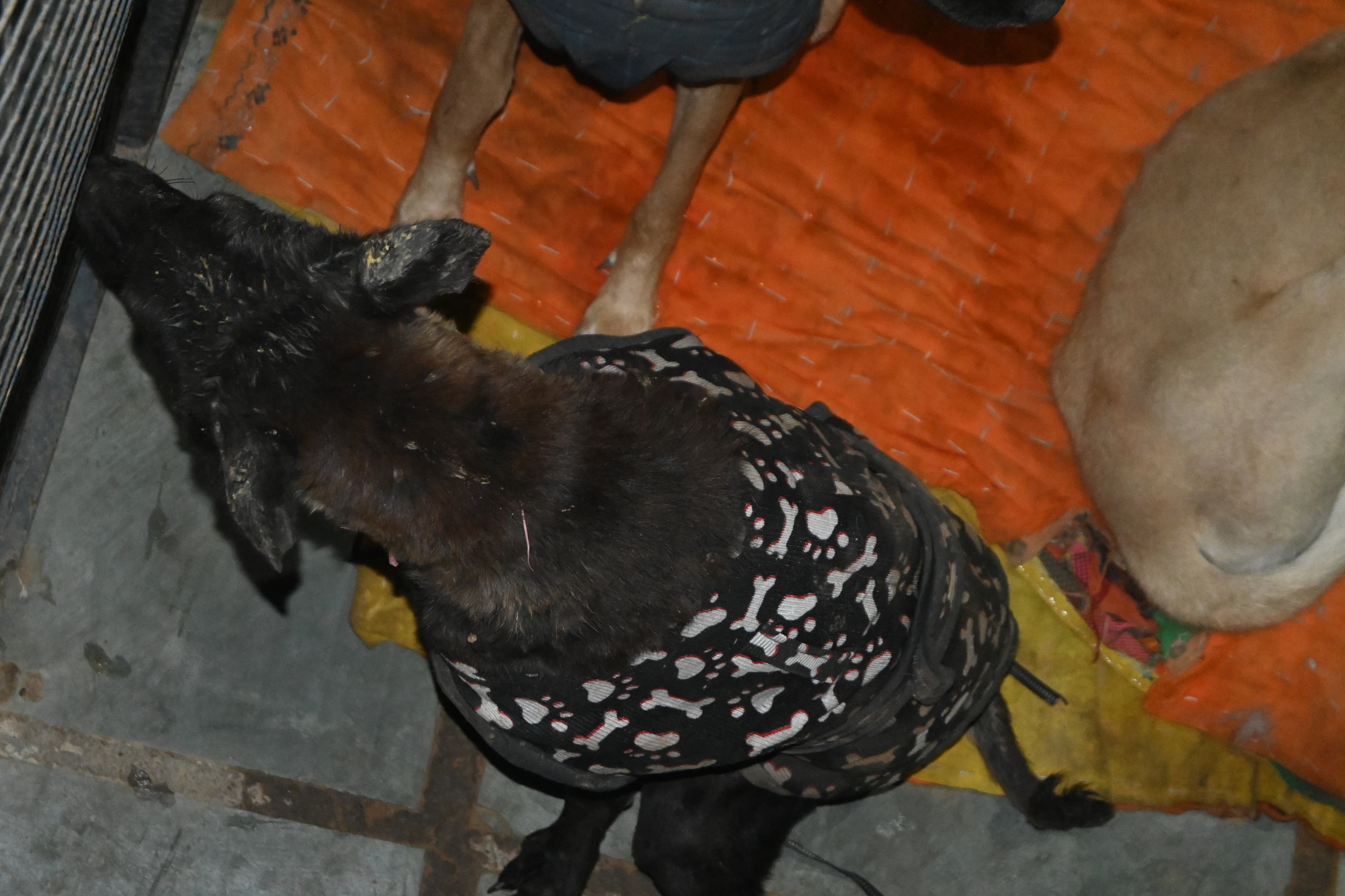 Multiple rescued dogs resting at the Ujala Foundation compound