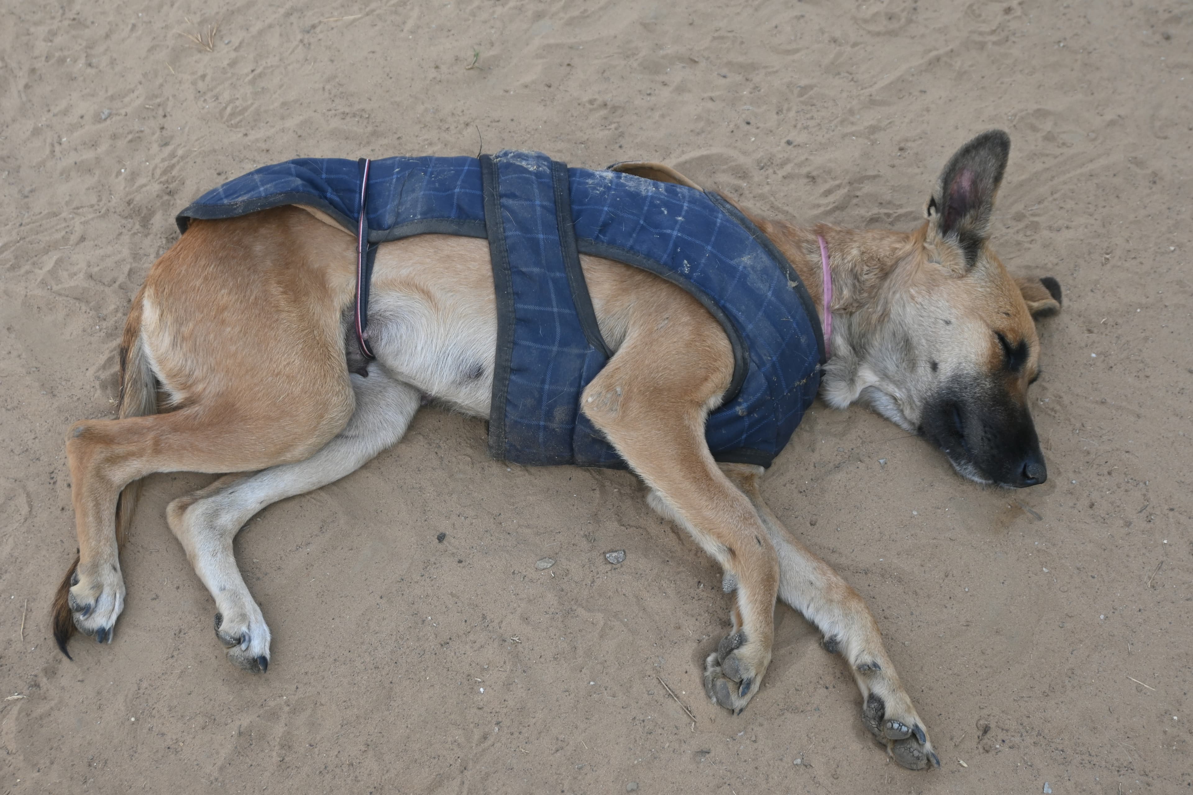 Close-up of a rescued dog who has recovered at Ujala Foundation