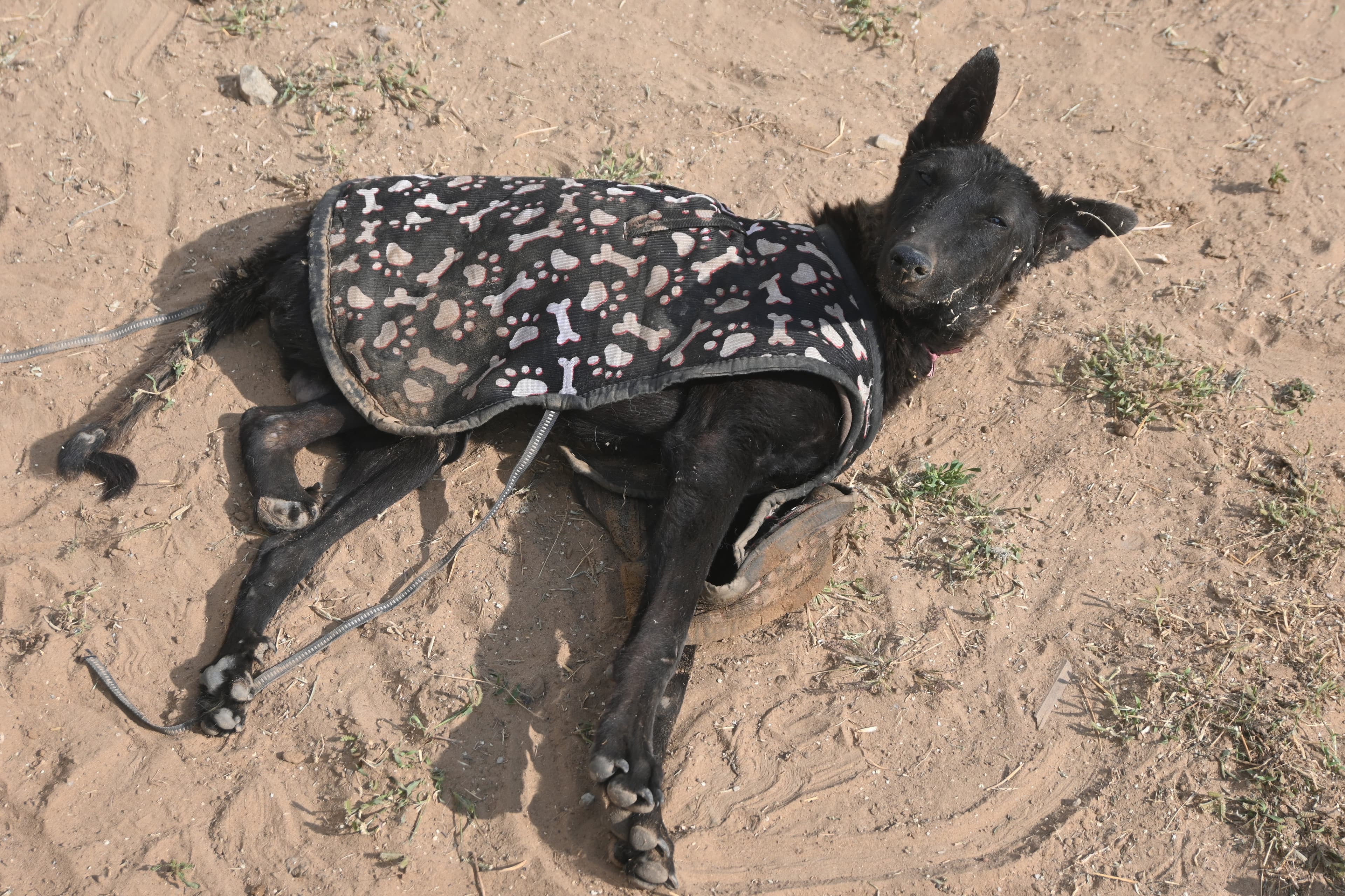 Ujala Foundation open shelter with multiple animals in care