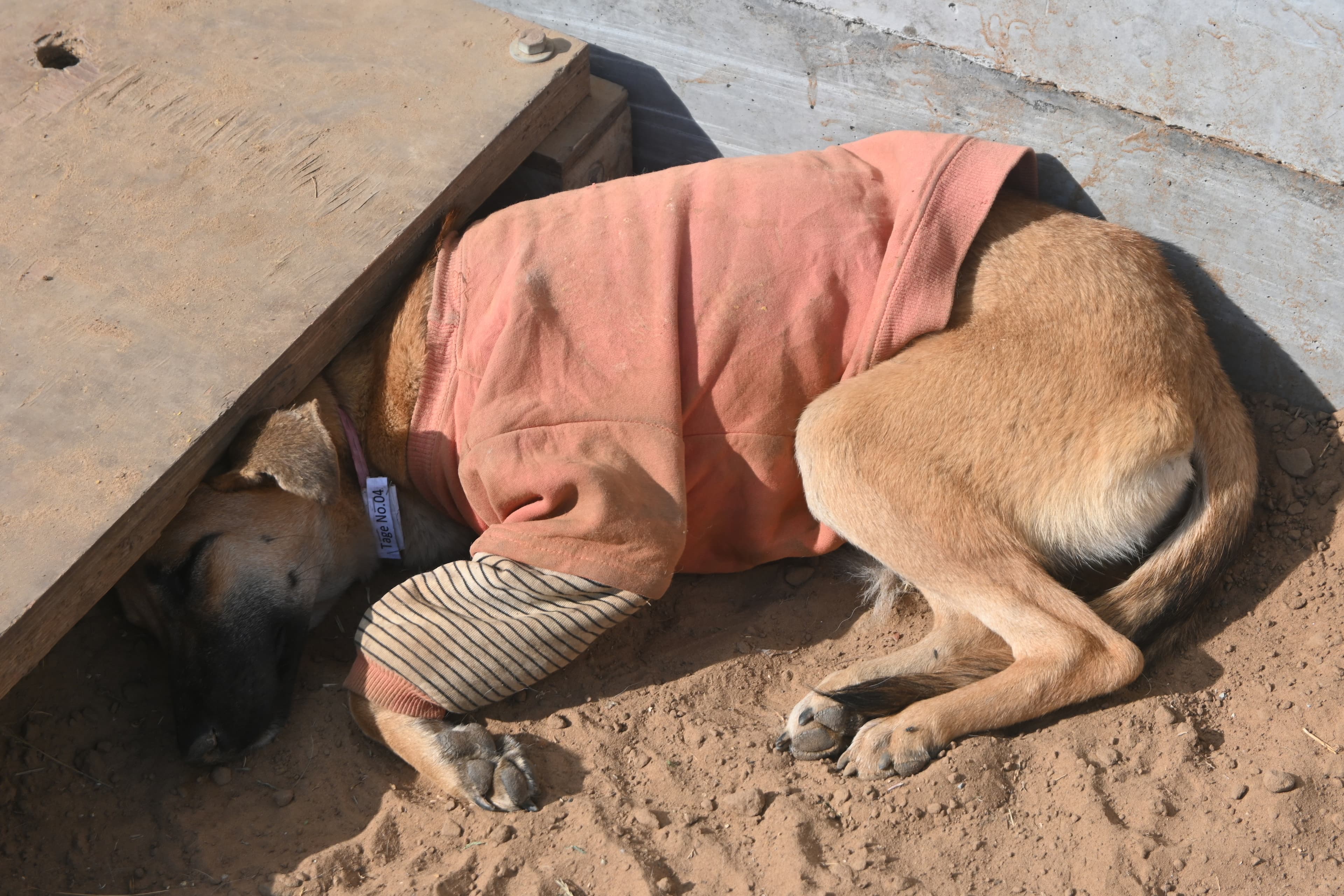 A recovering dog resting comfortably in a warm shelter jacket