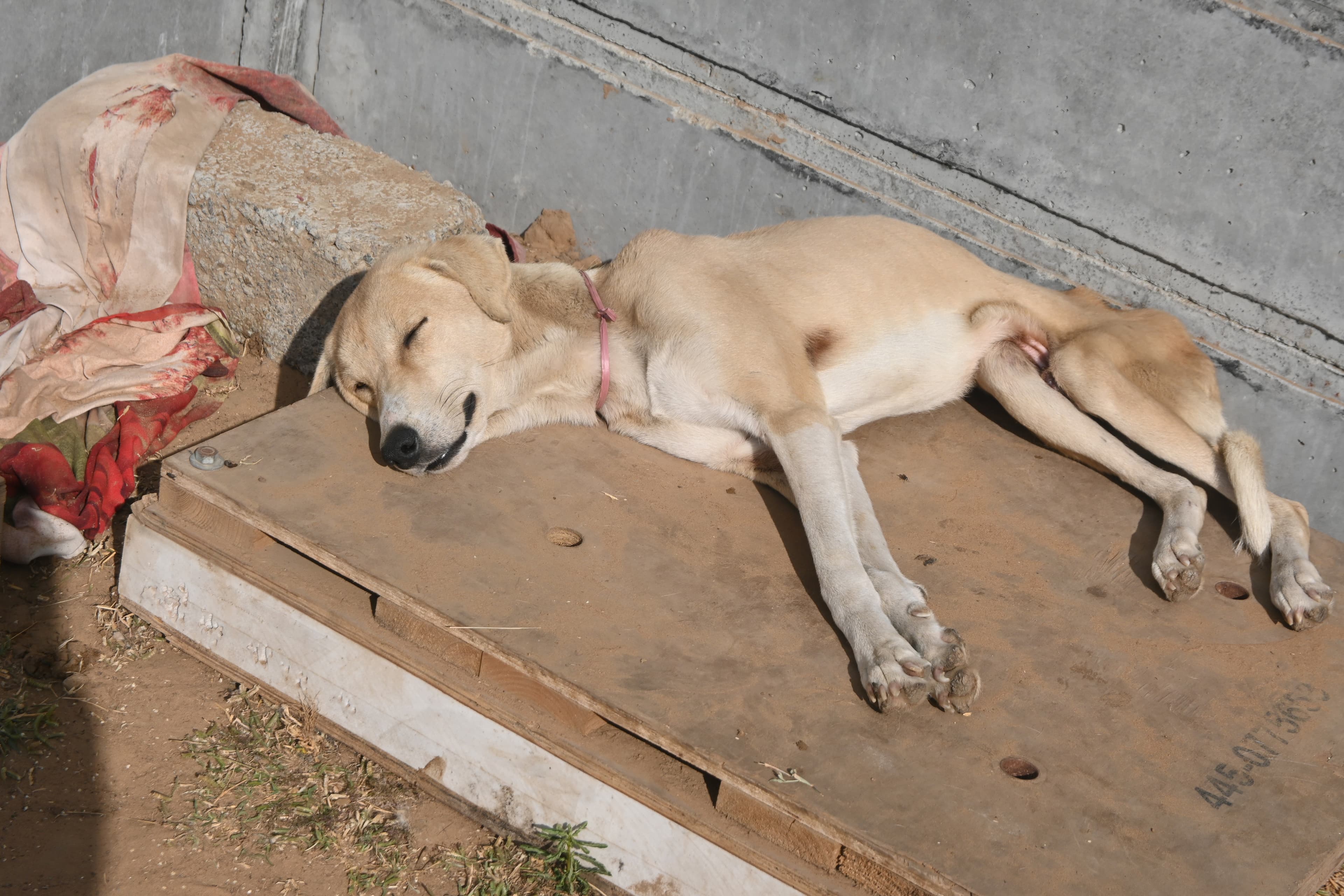 A dog in a warm jacket recovering from injuries at Ujala Foundation