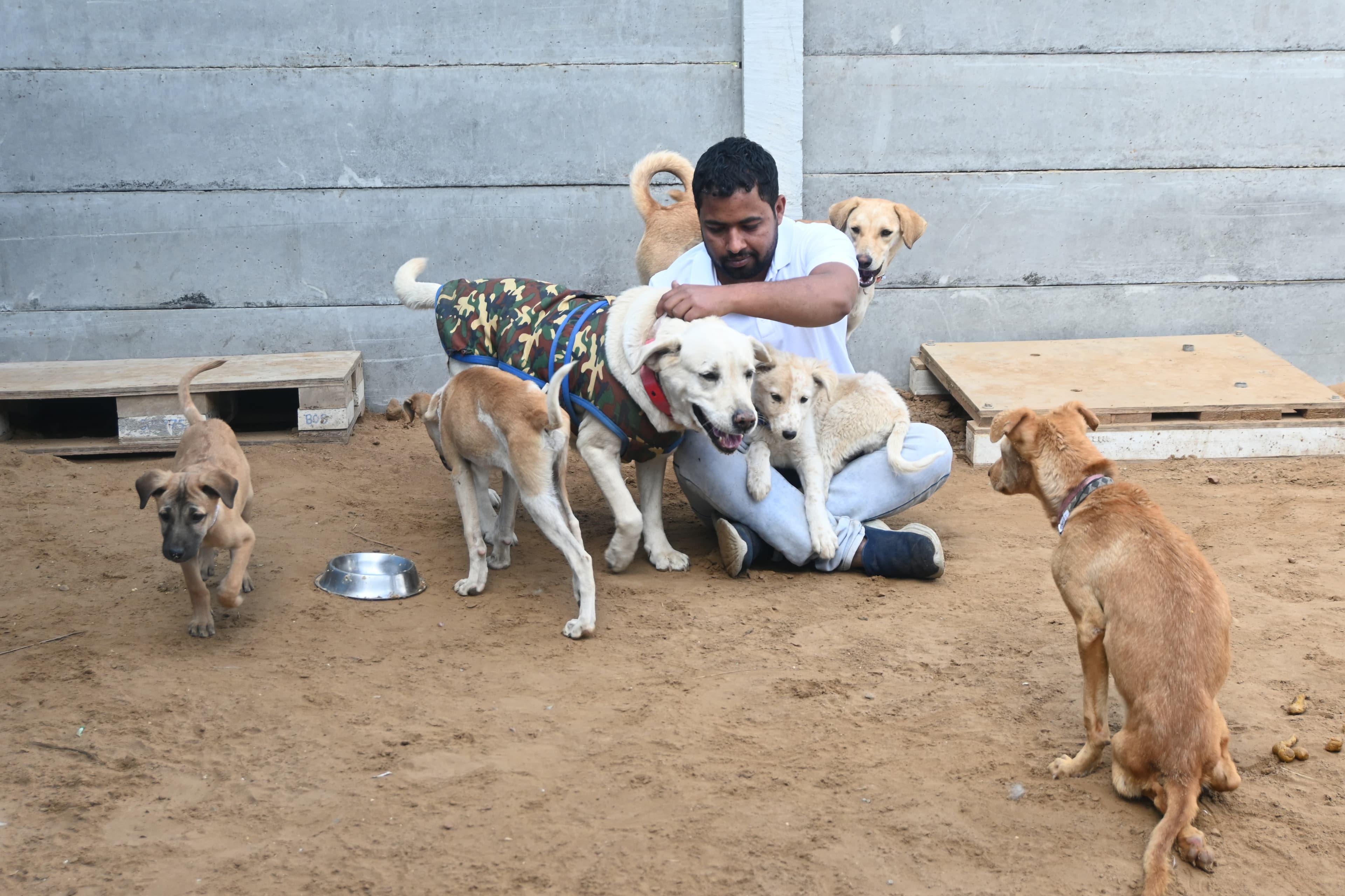 Ujala Foundation volunteer caring for rescued dogs at the shelter