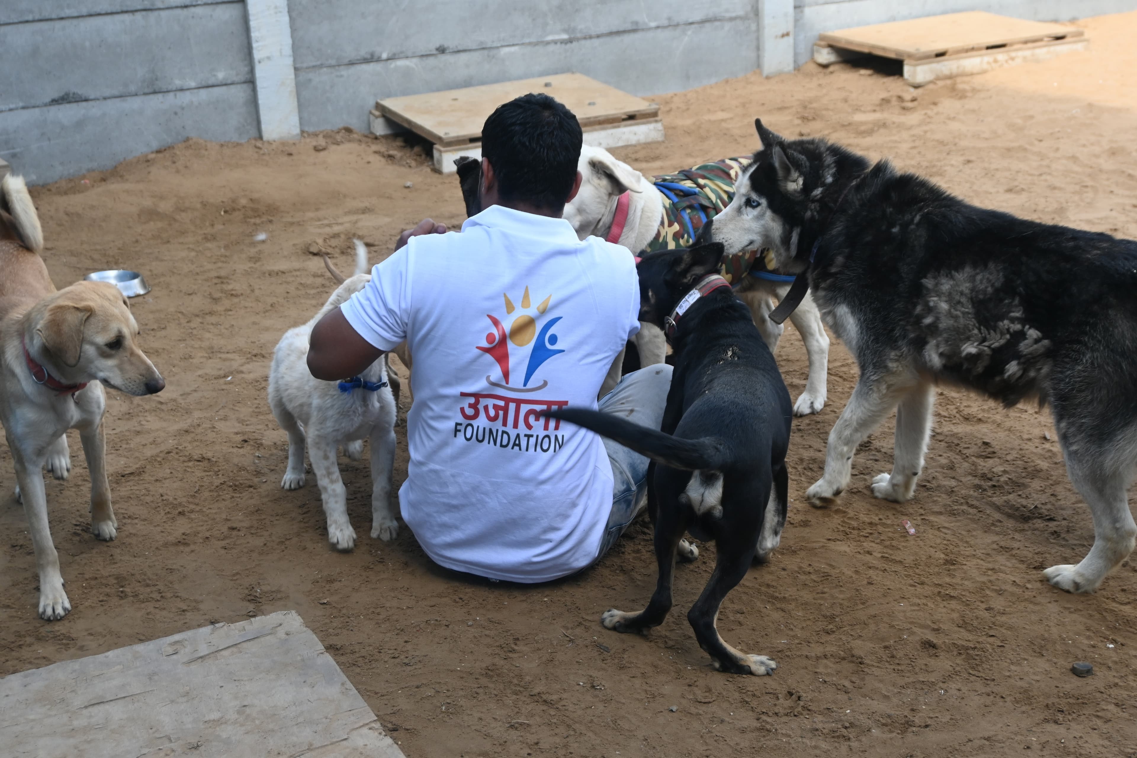 Ujala volunteers feeding rescued stray dogs outdoors