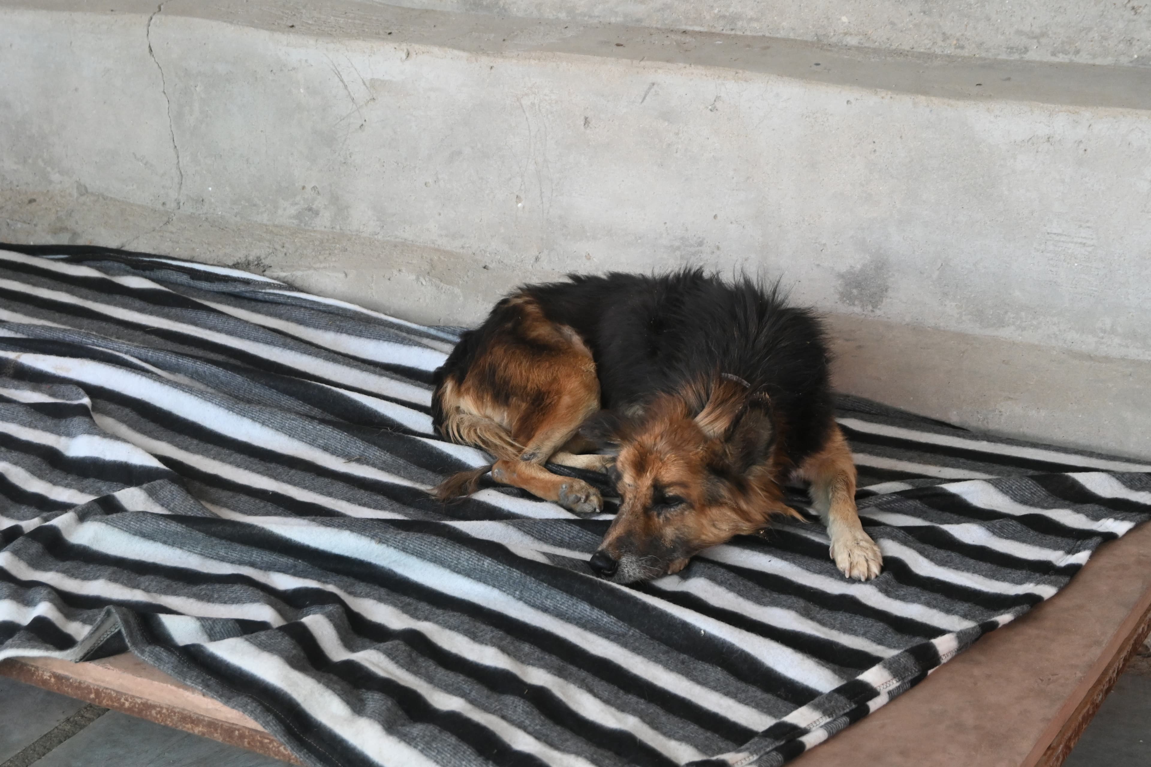 A rescued dog looking up trustingly at an Ujala Foundation volunteer