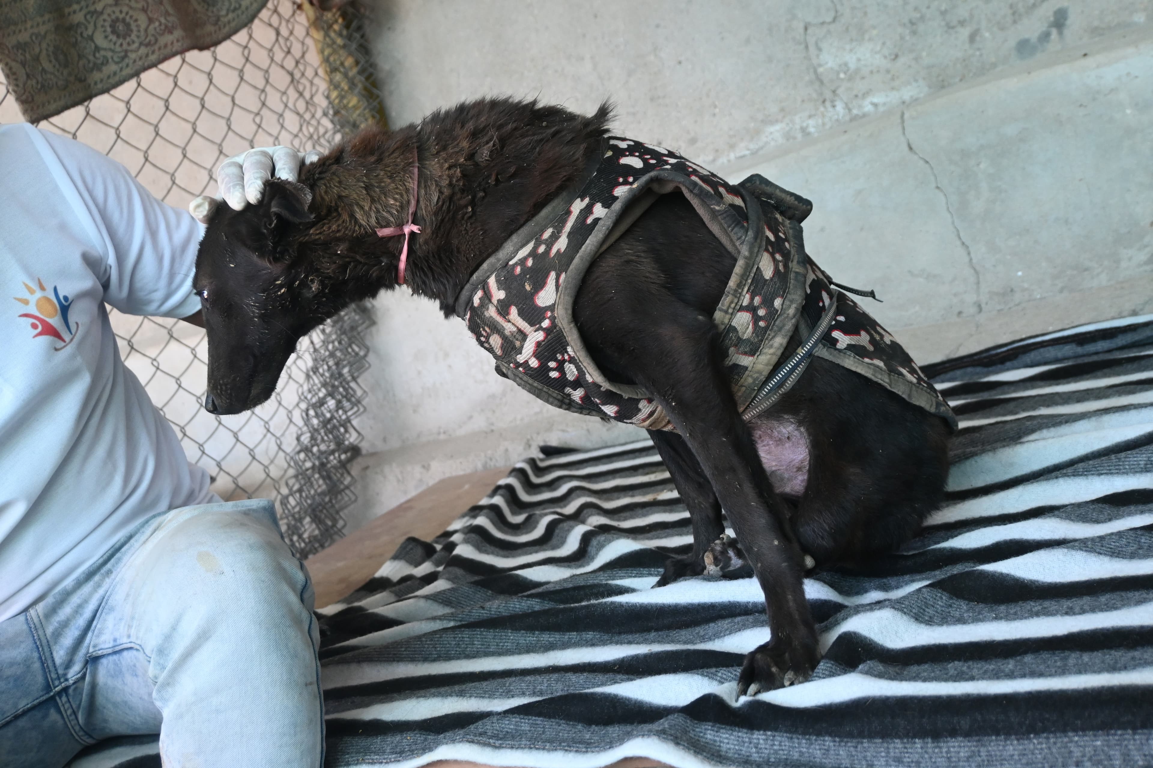 Rescued dogs exercising at the Ujala Foundation compound
