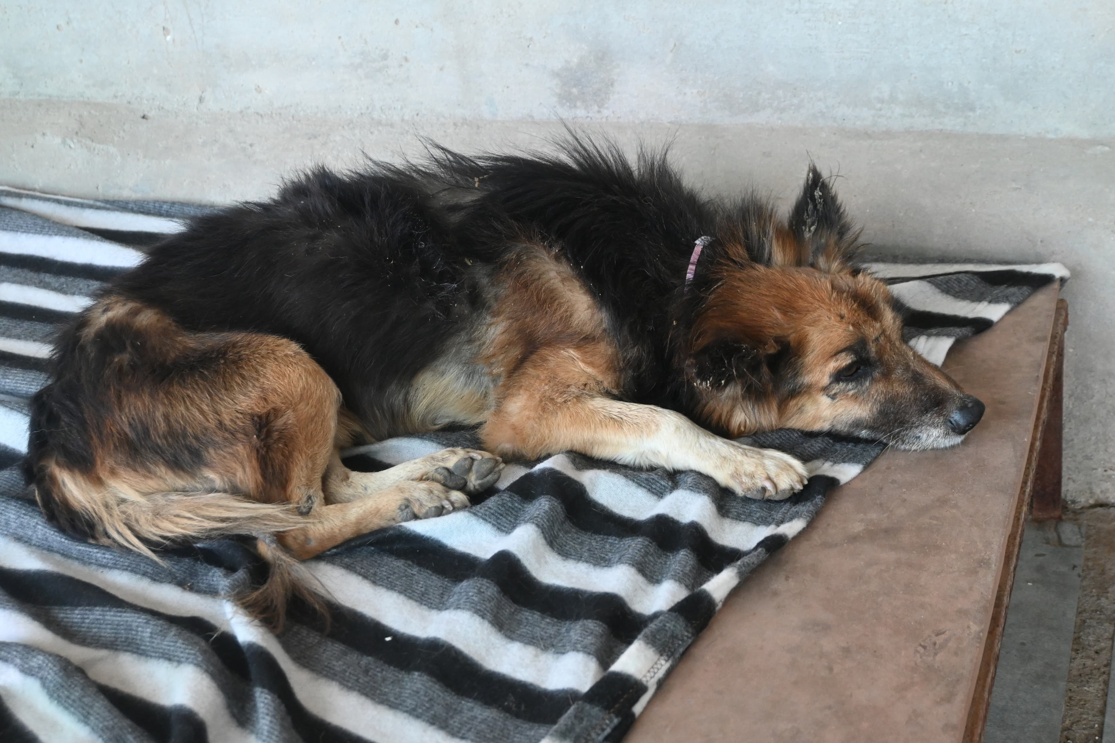 Stray dogs being cared for by Ujala Foundation on a rescue mission