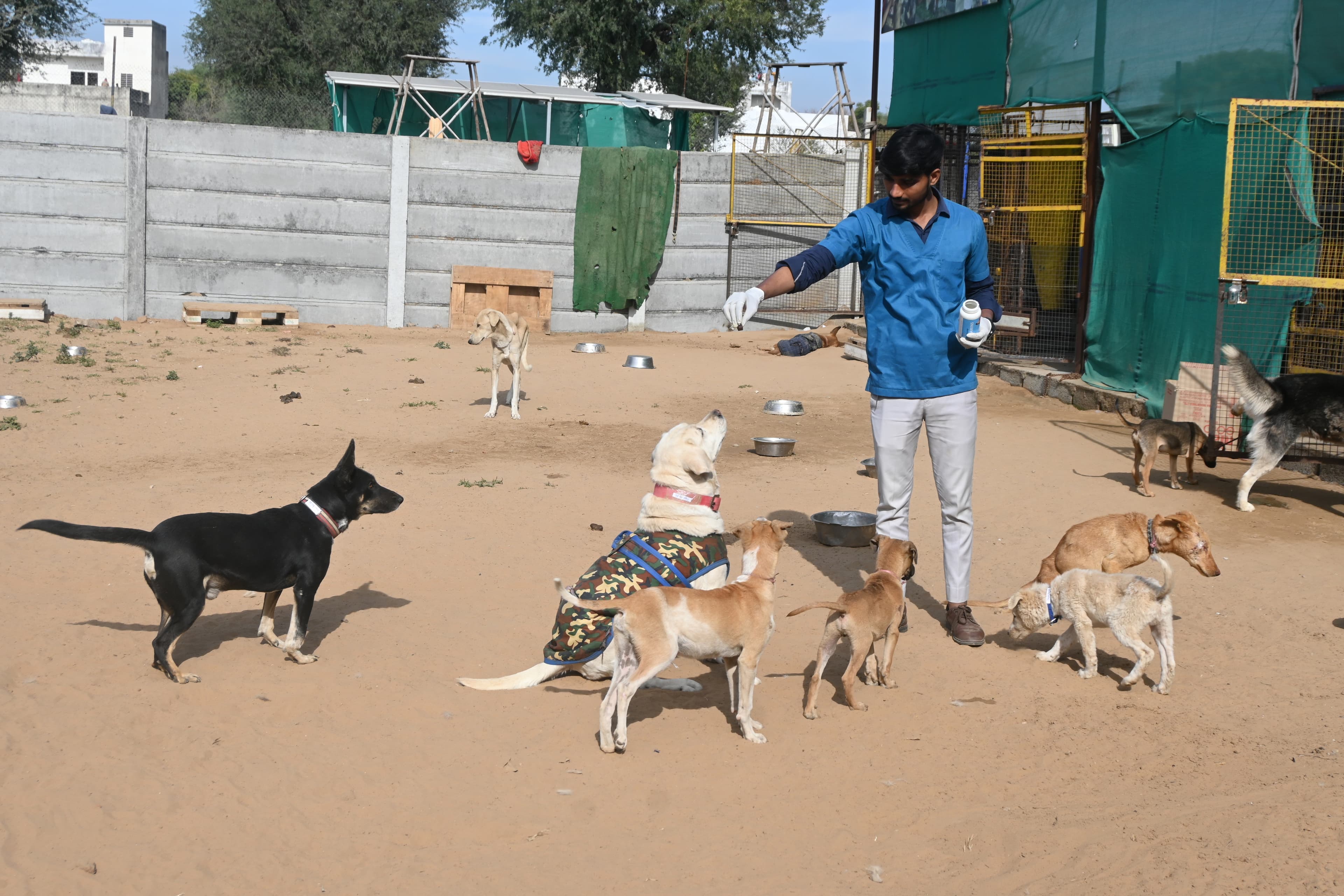 Rescued dogs at the Ujala compound enjoying sunlight