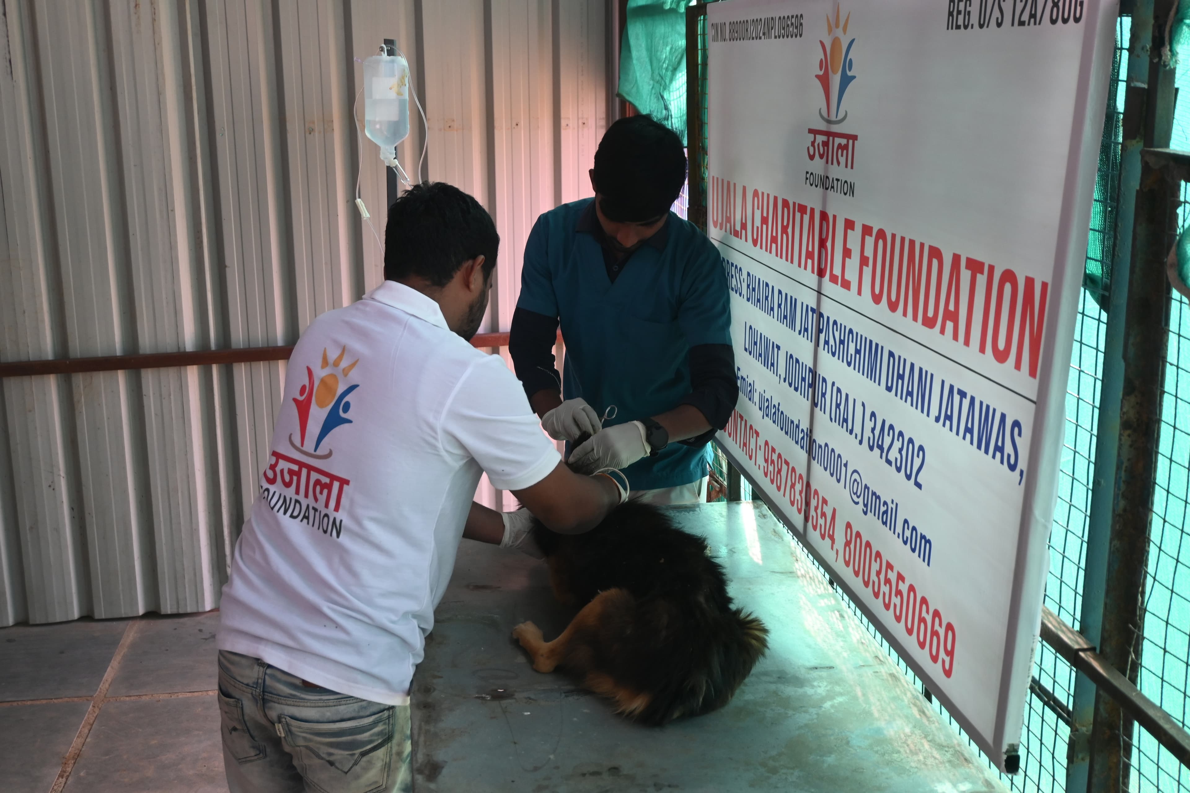 A rescued dog bonding with an Ujala Foundation volunteer