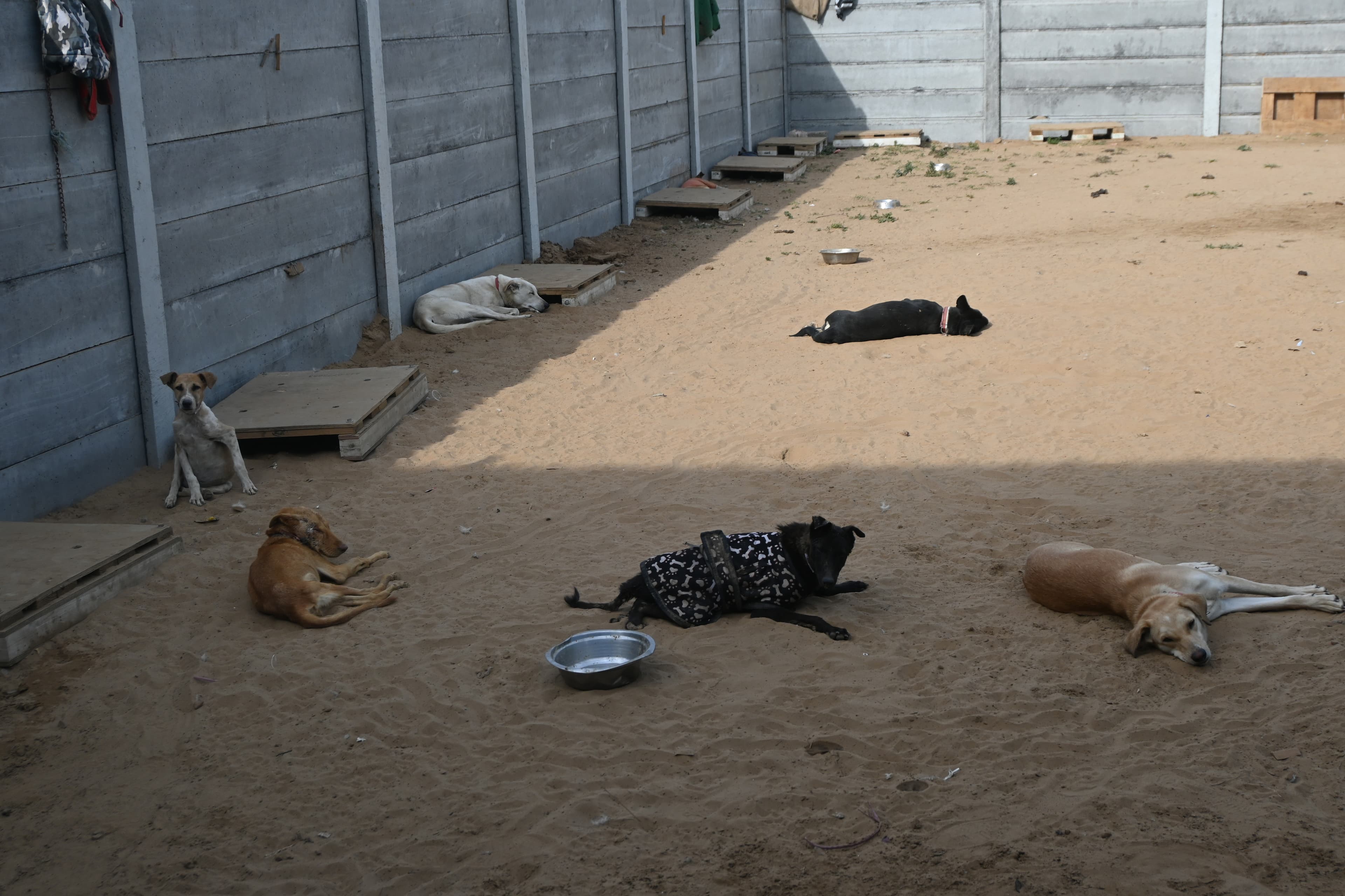 Rescued puppies at the Ujala Foundation care centre